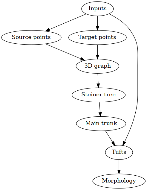 digraph {
   "Inputs" -> "Source points";
   "Inputs" -> "Target points";
   "Source points" -> "3D graph";
   "Target points" -> "3D graph";
   "3D graph" -> "Steiner tree";
   "Steiner tree" -> "Main trunk";
   "Inputs" -> "Tufts";
   "Main trunk" -> "Tufts";
   "Tufts" -> "Morphology";
}